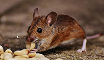 24 Hour & Emergency Exterminators in East Mansfield, OH